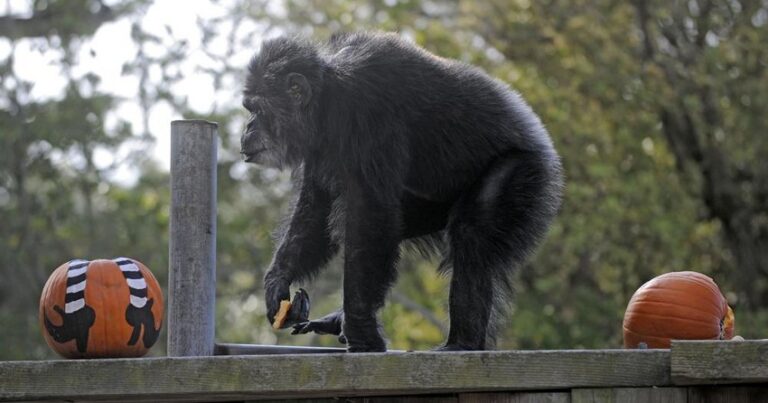 Старейший шимпанзе мира умер в американском зоопарке