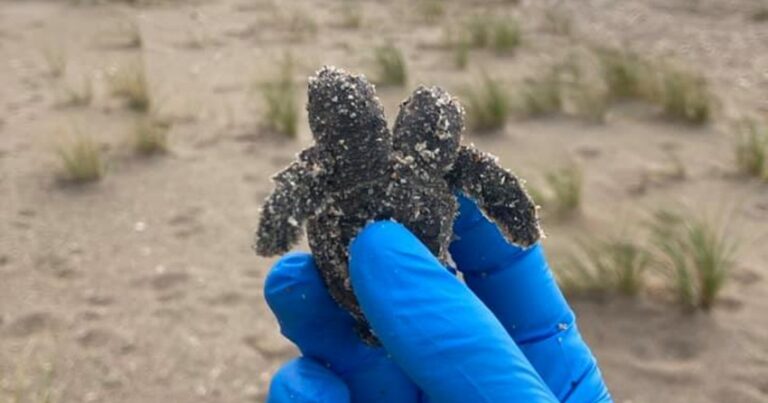Двухголовую черепаху нашли на пляже в США