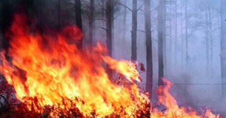 Число пострадавших в результате лесного пожара в Анталье достигло 62