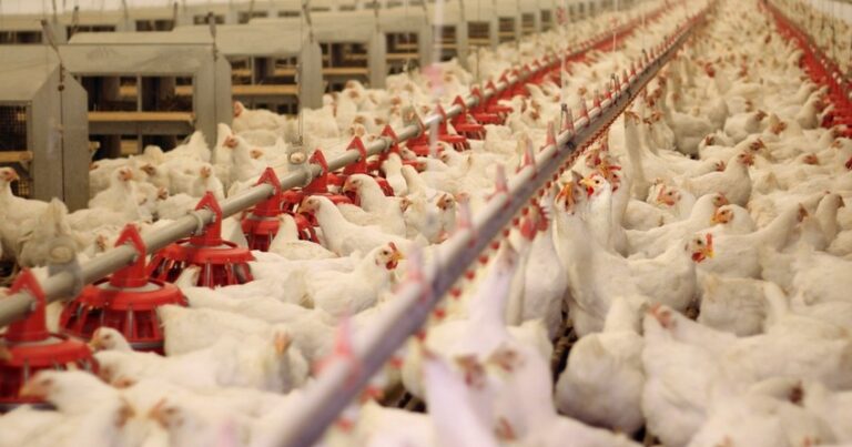 Азербайджан ограничил ввоз птичьего мяса из Вьетнама