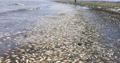 В Каспийском море произошла массовая гибель рыбы
