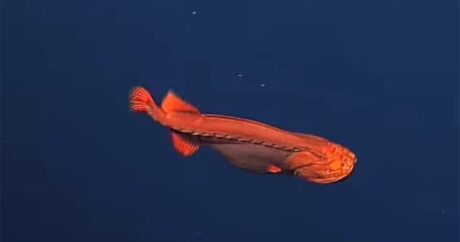 У берегов Калифорнии заметили меняющую форму рыбу