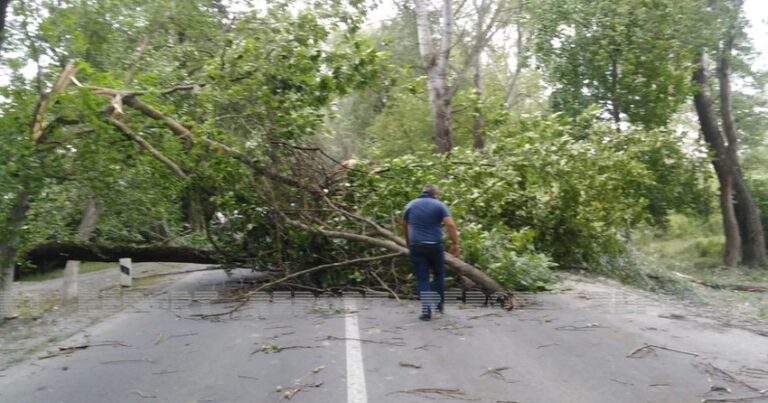 В Огузе сильный ветер повалил деревья на дорогу