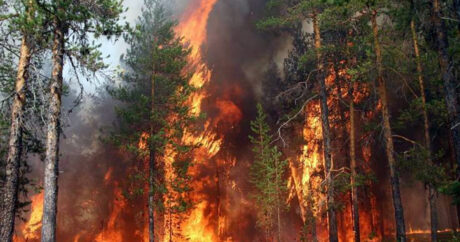 По меньшей мере 25 военных погибли при тушении лесных пожаров в Алжире