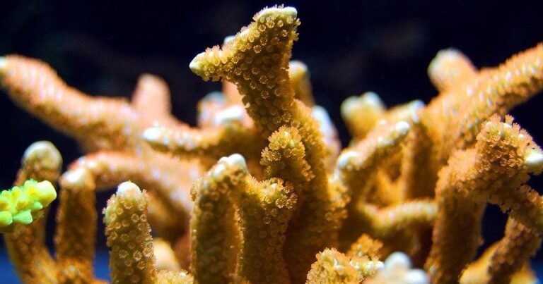 Ученые нашли на дне Тихого океана самый широкий в мире коралл