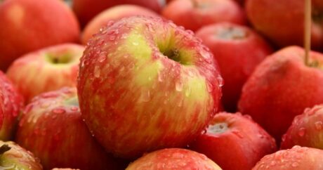Диетолог раскрыла опасность употребления яблок