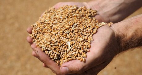 Беларусь временно запретила экспорт зерна