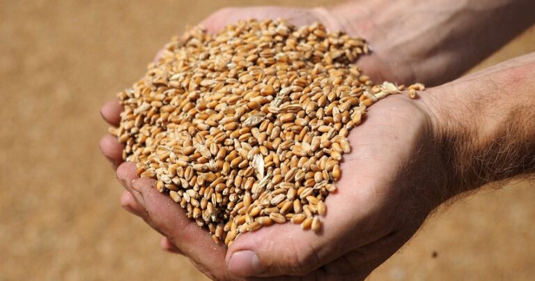 Беларусь временно запретила экспорт зерна