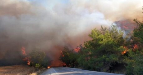 167 лесных пожаров в Турции локализованы