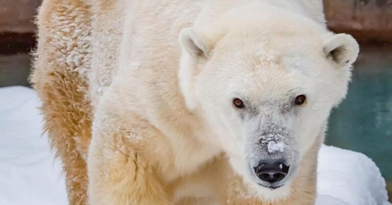 В США умер самый возрастной белый медведь в Северной Америке