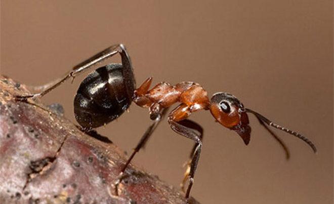 Ученые раскрыли секрет сверхсилы муравьиных зубов