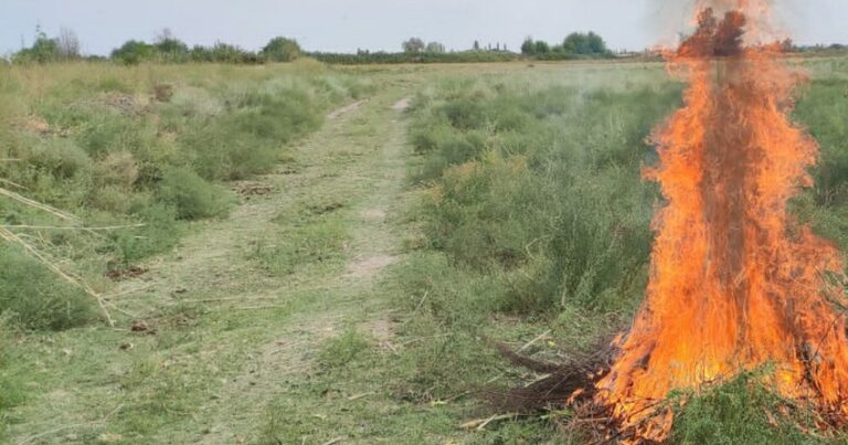 В Гёйчае уничтожено 180 килограммов наркосодержащих растений