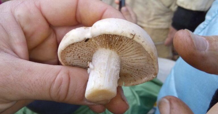 Умер еще один ребенок, отравившийся грибами в Гахе