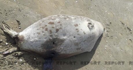 В Пиршаги на берегу моря обнаружено около 10 мертвых тюленей