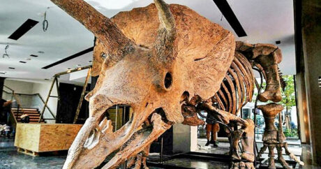 На аукционе продан крупнейший скелет трицератопса