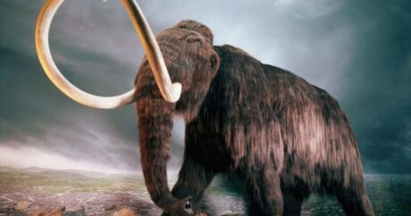 Ученые выяснили, из-за чего на Земле вымерли мамонты