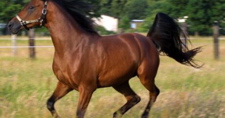 В Гобустане начнется продажа карабахских лошадей