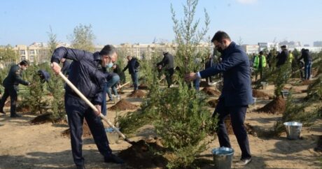 По случаю Дня Победы в Баку прошла акция по посадке деревьев