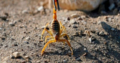 В Египте более 500 человек за день пострадали из-за нашествия скорпионов