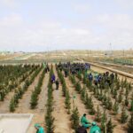 В 2021 году в Азербайджане посажены 2 млн деревьев