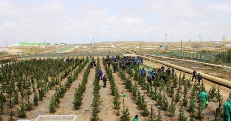 В 2021 году в Азербайджане посажены 2 млн деревьев