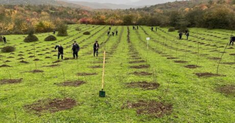 На освобожденных территориях Азербайджана посажено более 20 тыс. деревьев