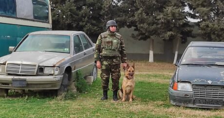 К разминированию освобожденных территорий Азербайджана привлечены специально обученные собаки