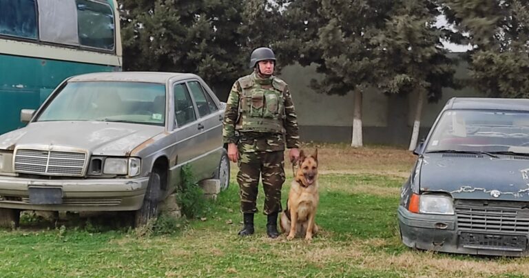 К разминированию освобожденных территорий Азербайджана привлечены специально обученные собаки