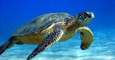 В Аргентине из черепахи достали десять видов пластика