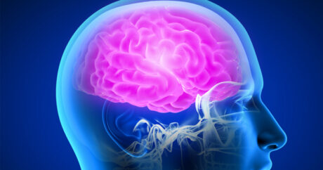 Ученые выяснили, какая часть мозга отвечает за запоминание лиц