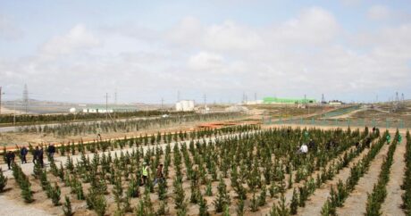 Сегодня в Азербайджане посажено 10 000 деревьев