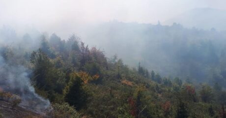 В лесной зоне Габалинского района вспыхнул пожар