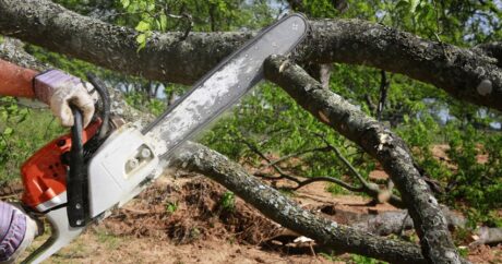 По факту незаконной вырубки деревьев заведено 10 уголовных дел