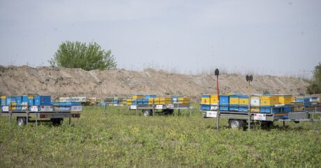 Начался перевод пчеловодческих хозяйств на пастбища Губадлы