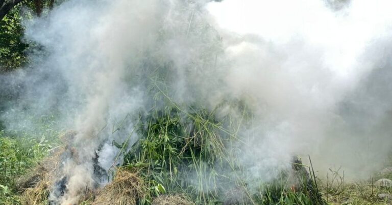 МВД: На освобожденных территориях сожжено более 4 тонн кустов конопли