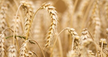 Установлена государственная закупочная цена на продовольственную пшеницу
