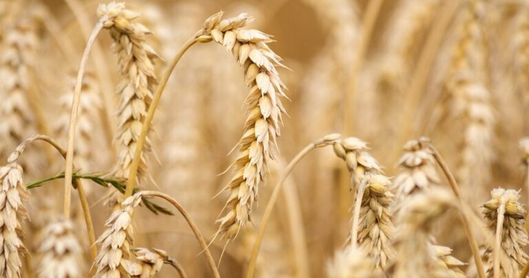 Установлена государственная закупочная цена на продовольственную пшеницу