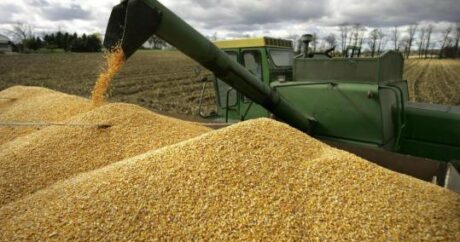 В Азербайджане началась реализация указа главы государства о продовольственной пшенице