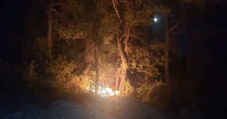 В турецкой Адане потушены 6 очагов лесных пожаров