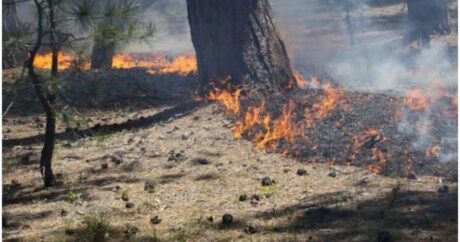 Пожары в Исмаиллы и Шабране потушены