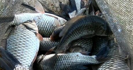 В Азербайджане завтра истекает срок моратория на рыбную ловлю