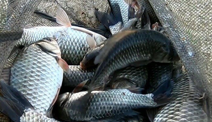 В Азербайджане завтра истекает срок моратория на рыбную ловлю