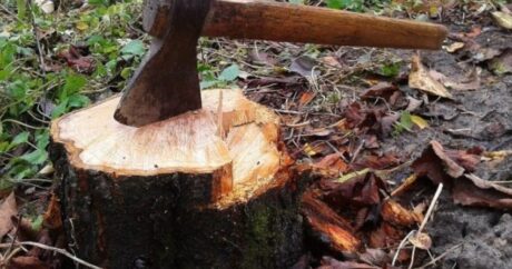 Генпрокуратура: В связи с незаконной вырубкой деревьев заведены уголовные дела