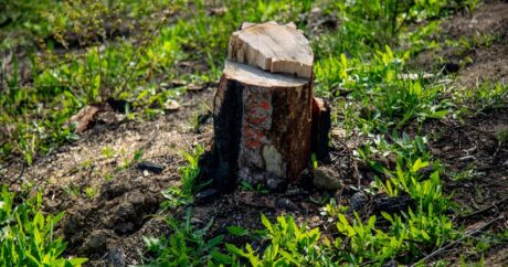 Генпрокуратура завела уголовные по фактам незаконной вырубки деревьев