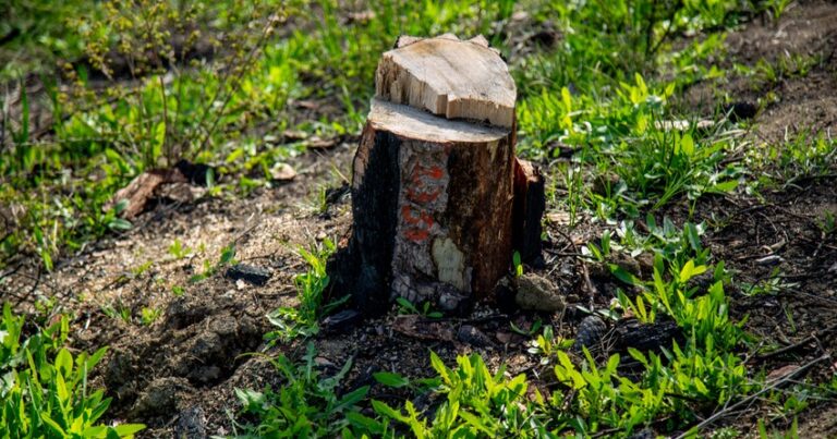 Генпрокуратура завела уголовные по фактам незаконной вырубки деревьев
