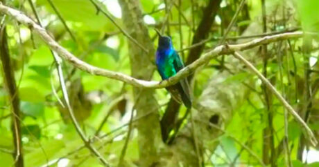 В колумбийских горах обнаружили исчезнувший вид колибри