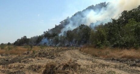 Лесные пожары в Сиязане, Шабране, Хачмазе и Губе взяты под контроль