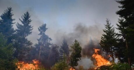 В лесной местности Шабранского района начался пожар