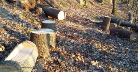 В Хырдалане строительная компания повредила деревья