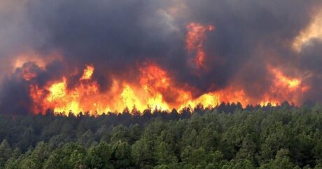 В этом году в Азербайджане сгорело 1 600 га лесных угодий